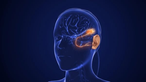 Illustration of the auditory cortex